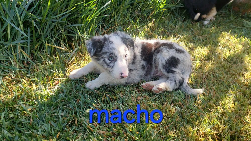 Collie blue merle macho