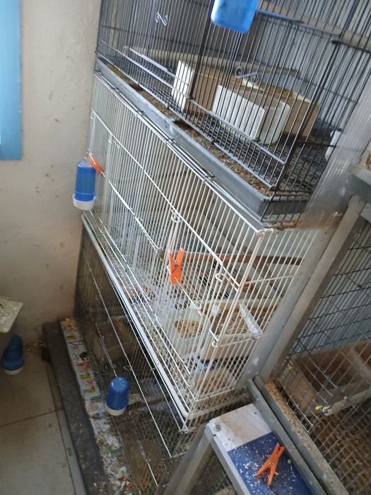 Vende-se 2 casais de pyrruas e várias gaiolas