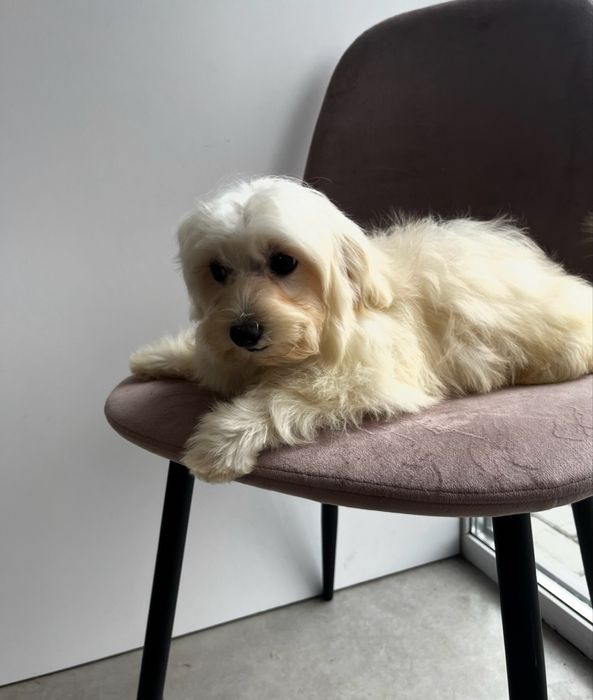 Продам Дівчинку Мальтіпу F1