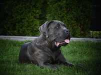 CANE CORSO - ZkwP /FCI bardzo mocny  samiec szaro - pregowany .