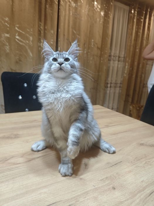 Norbi- Piękny kocurek Maine Coon z legalnej hodowli/ FPL