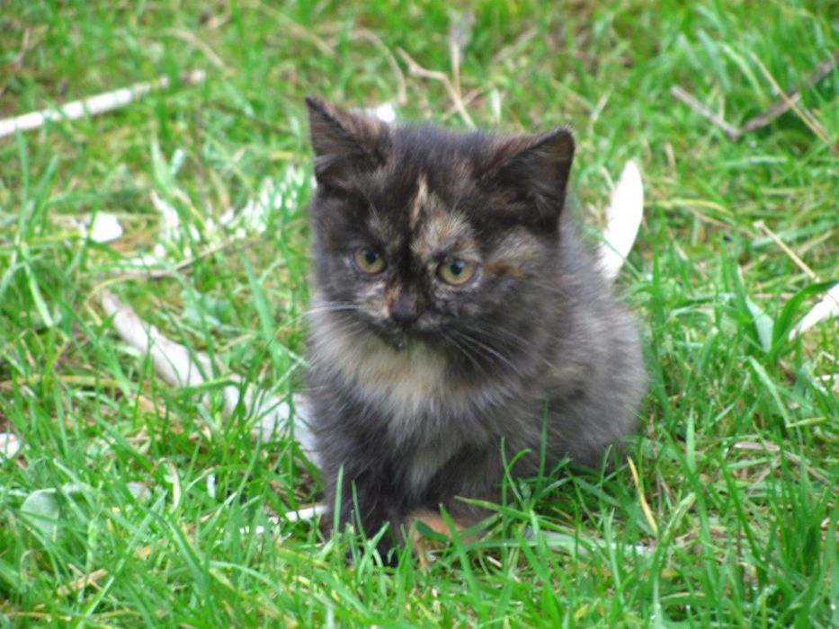 Віддам милих кошенят у добрі руки