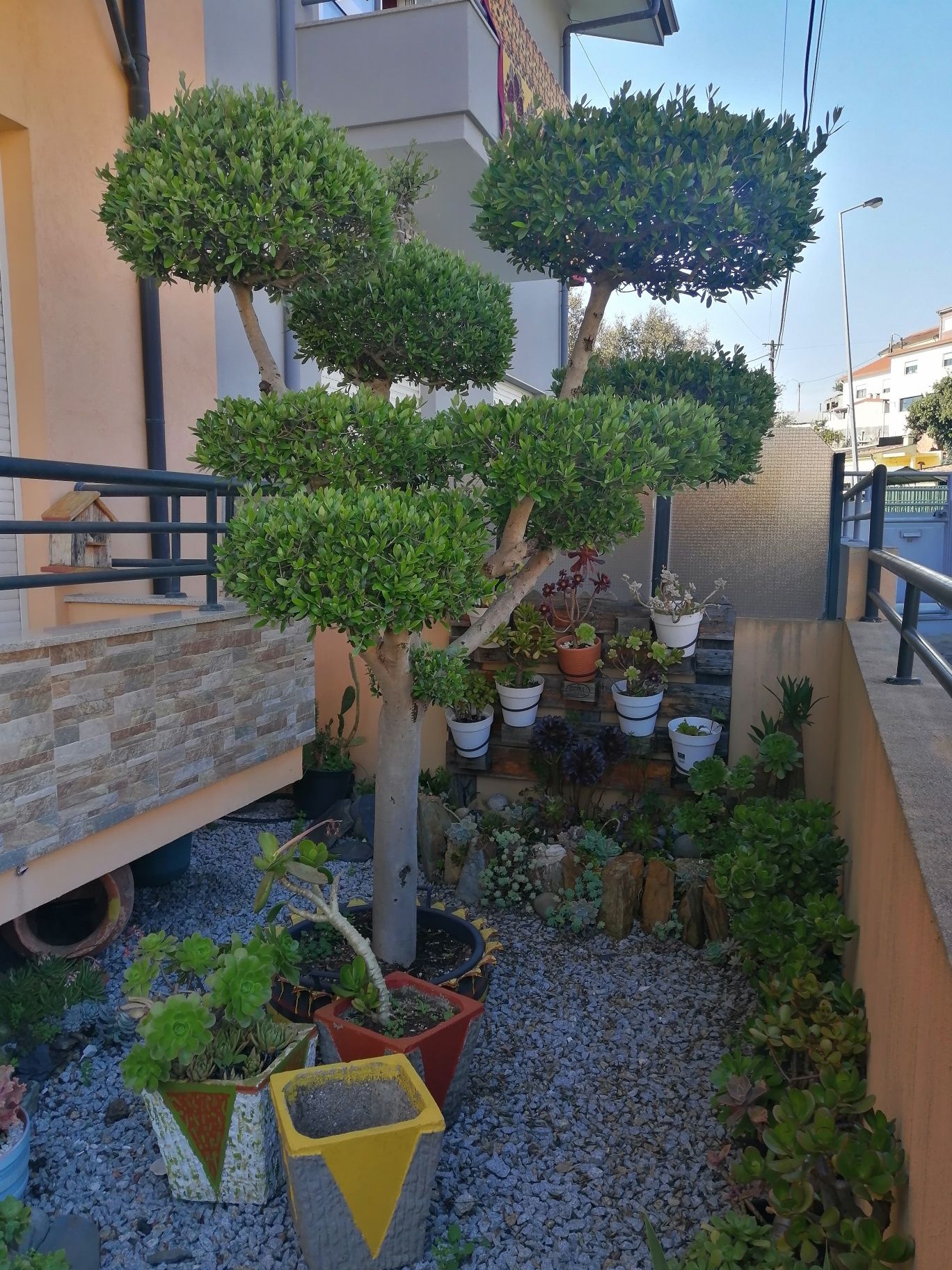 Oliveira ornamental de pratos
