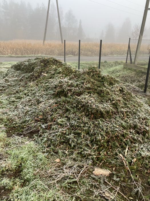 Oddam zrębki z gałęzi świerka