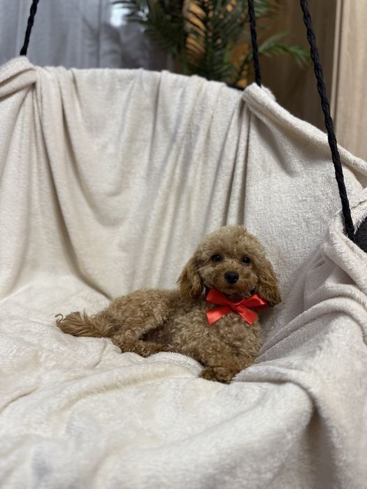 Pudel toy biszkoptowy apricot samiec pies odchowany mini