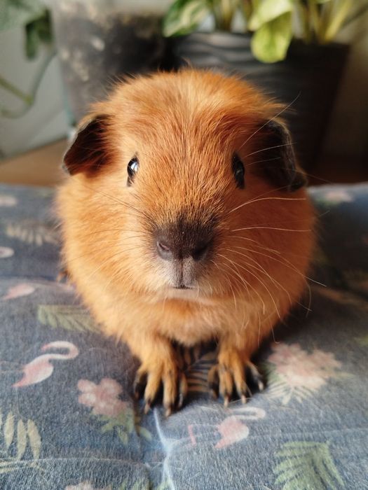 Морська свинка хлопчик