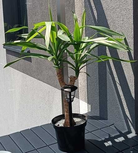 juka gwatemalska (Yucca elephantipes) XXL + GRATIS