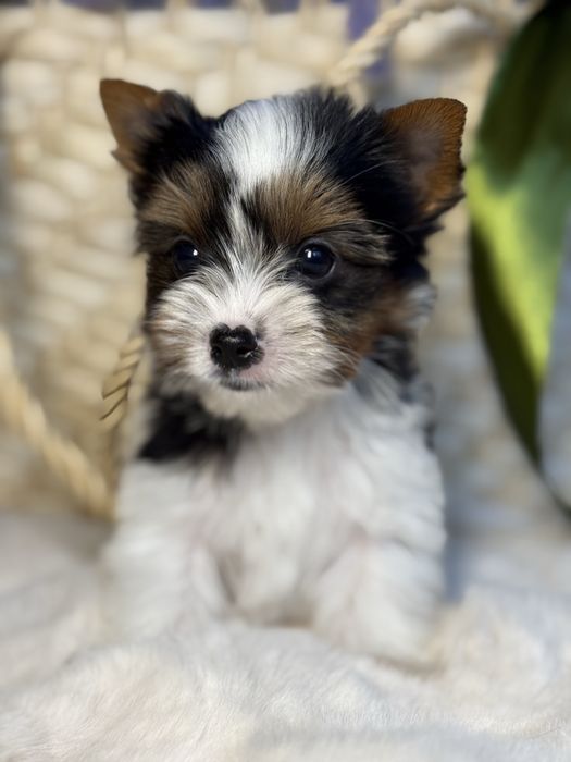 Дуже милий та красивий міні хлопчик бівер з документами КСУ