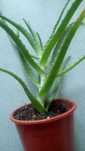 Aloes leczniczy piekny