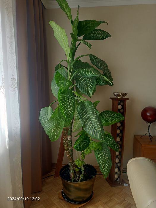 Difenbachia duża 2m