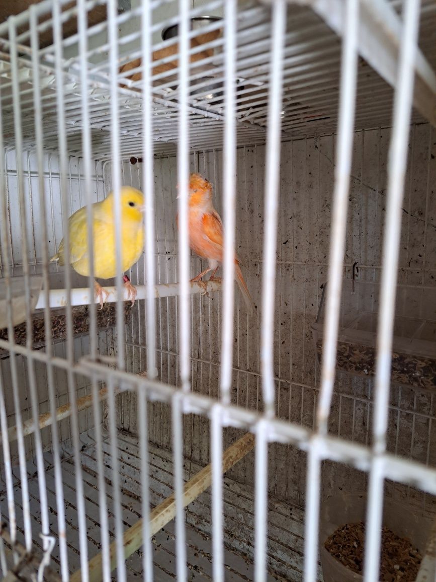 Aves canários  e diamantes