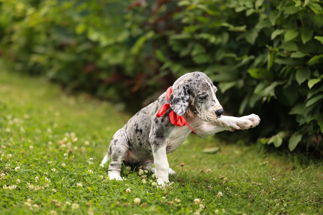 Gotowy na nowy dom. Nietuzinkowy dog niemiecki FCI merle