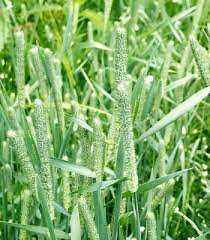 Семена Горчицы.Насіння Гірчиці,Тимофіївки