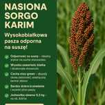Sorgo KARIM Kiszonkarskie sorgo, nowsza odmiana nutrihoney, sorgo