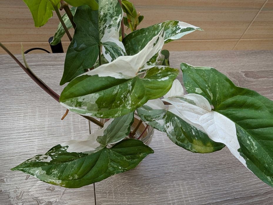 Syngonium emerald gem variegata