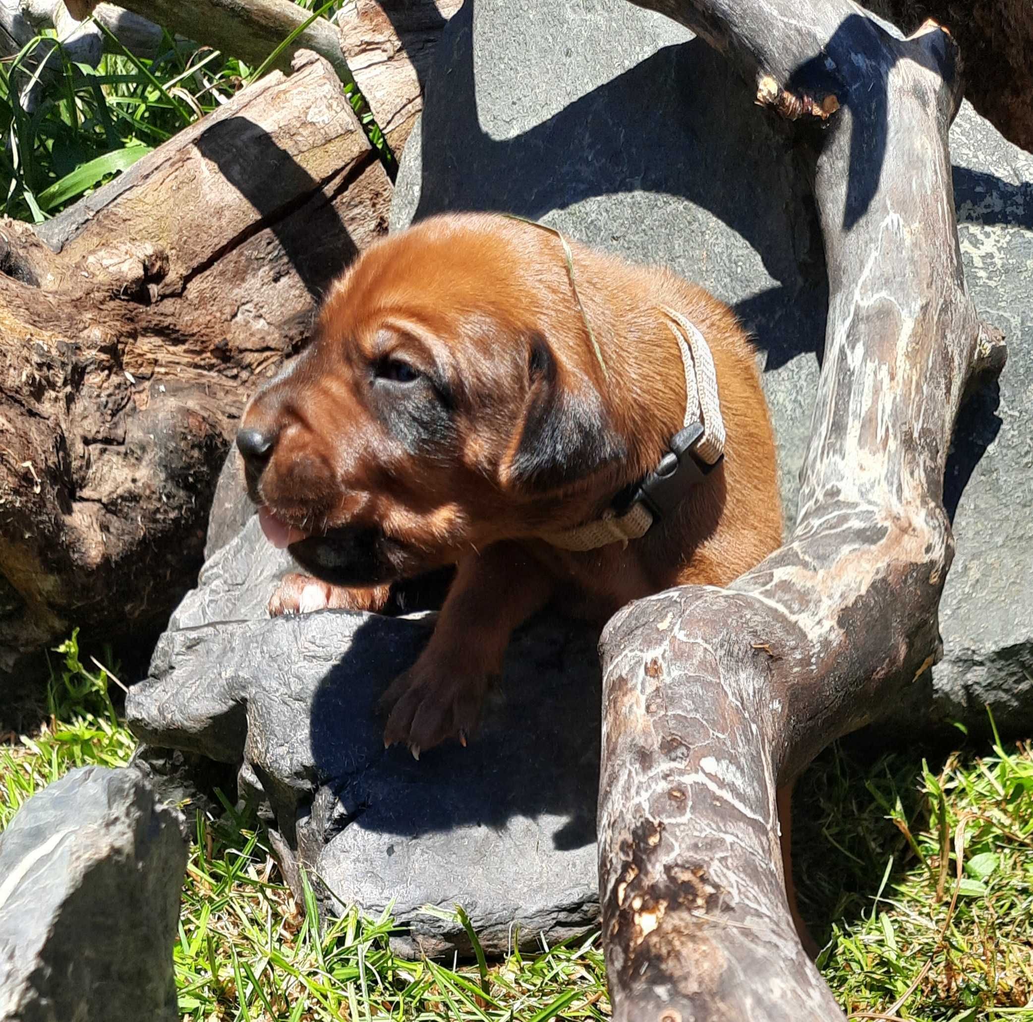 Szczeniak Rhodesian Ridgeback   - Hodowla ZKwP/FCI