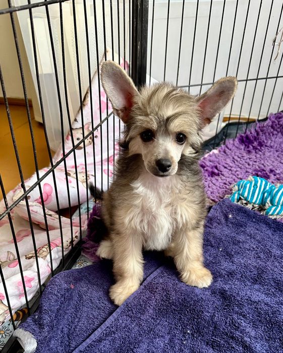 Suczka chiński grzywacz ZKwP FCI