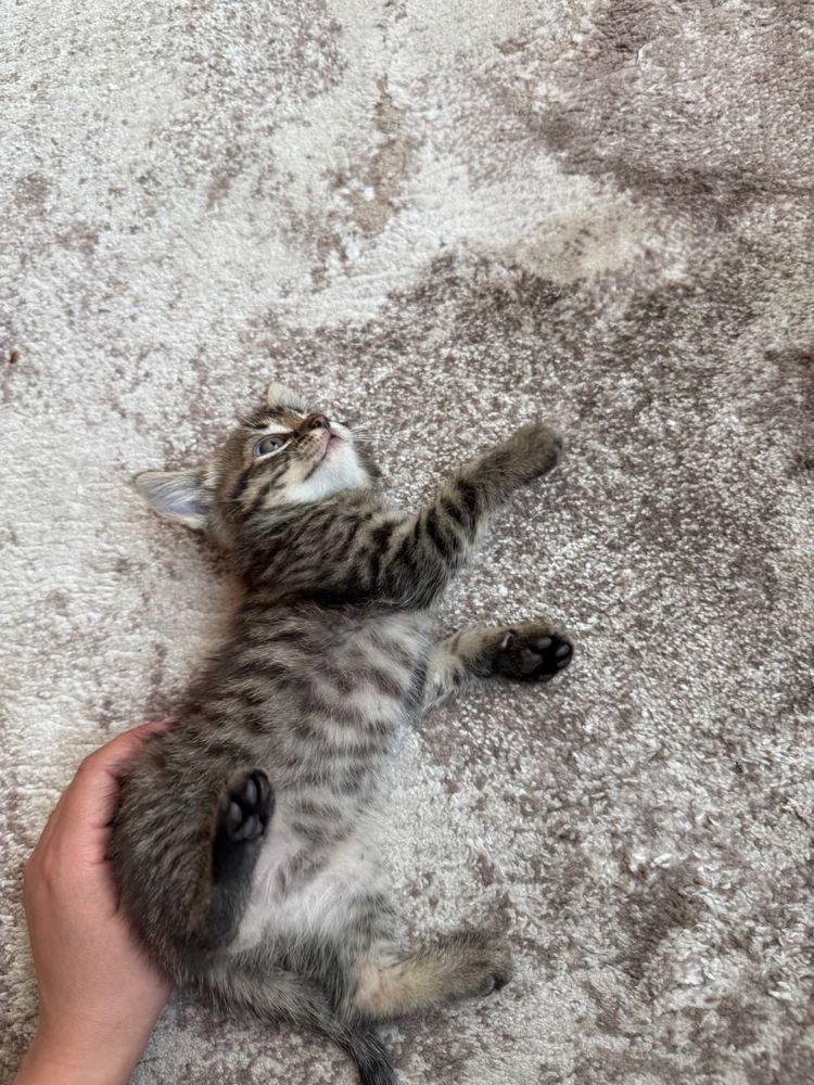 Віддам безкоштовно кошенят