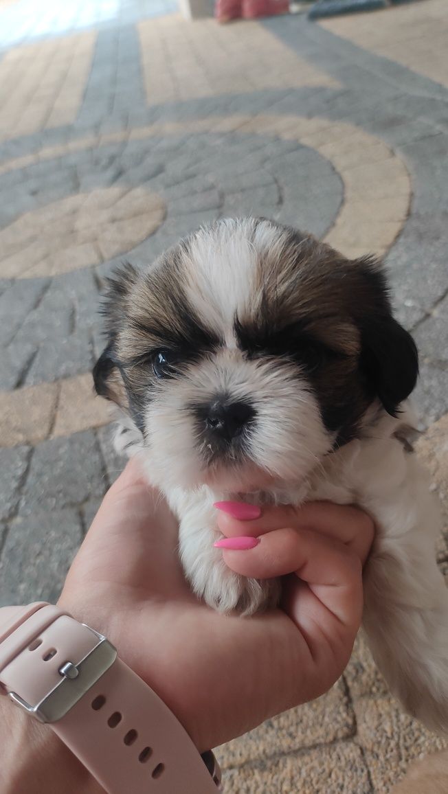 Shih tzu piesek szczenię