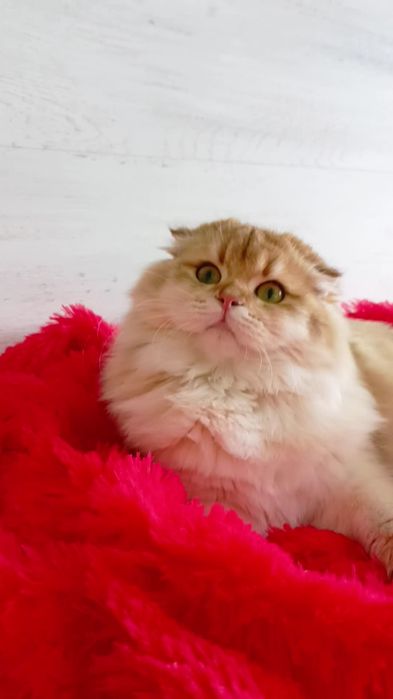 Классная кошечка золотая шиншилла Хайленд. Шотландская вислоухая