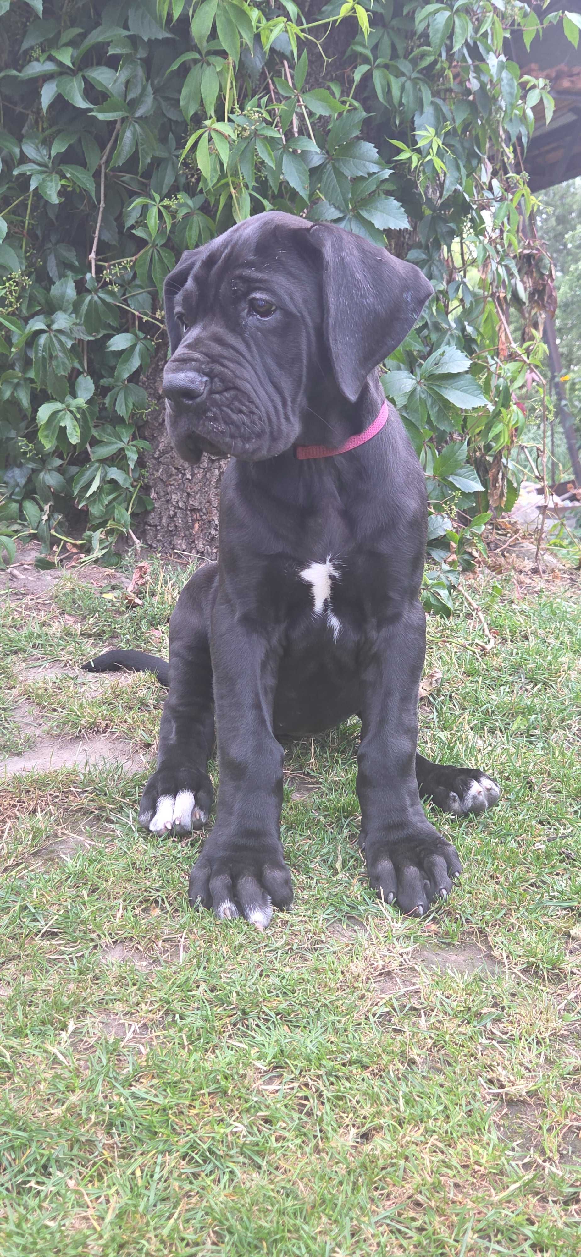 Suczka Dog Niemiecki