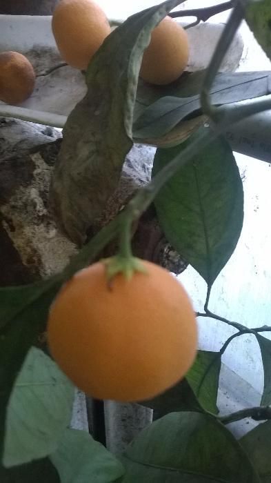 Цитрусовые растения для дома