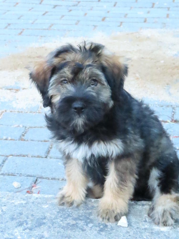 Cachorro Serra d’Aries para adoção