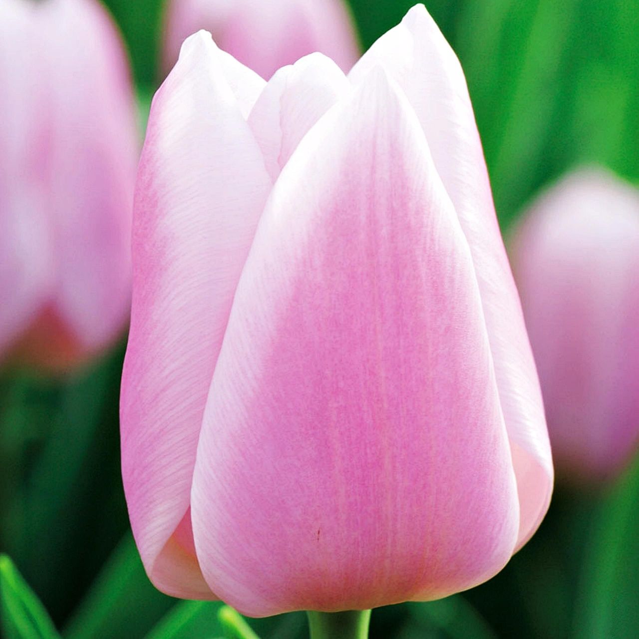 Żywe tulipany bukiet 1 szt tulipan dzień kobiet