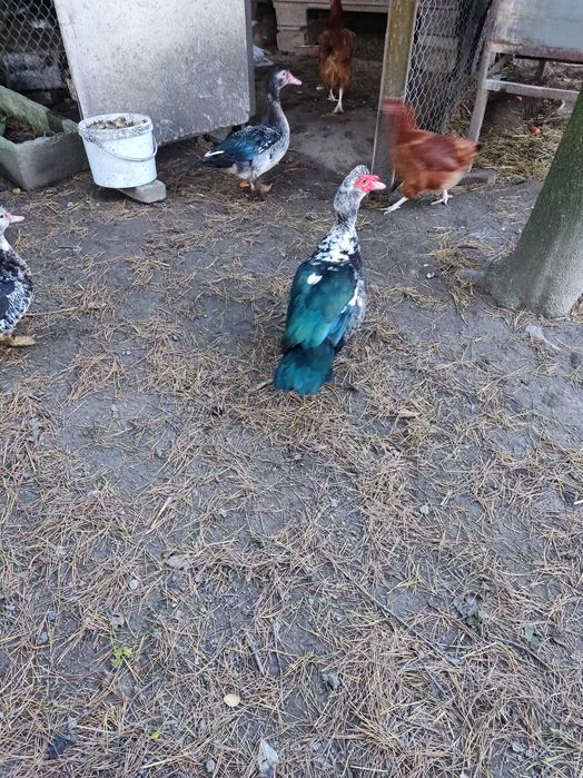 Sprzedam kaczki i kaczory