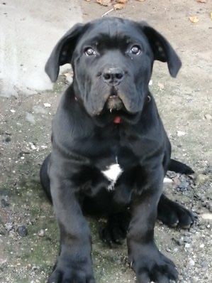 Szczeniak Cane Corso Italiano