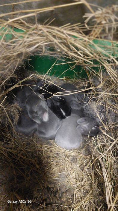 Coelhos anões  de qualidade