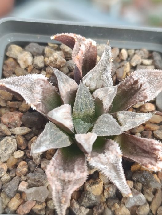 Суккуленты хавортии