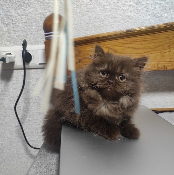 Клубна реєстрація, шотландське кошеня шоколад дівчинка