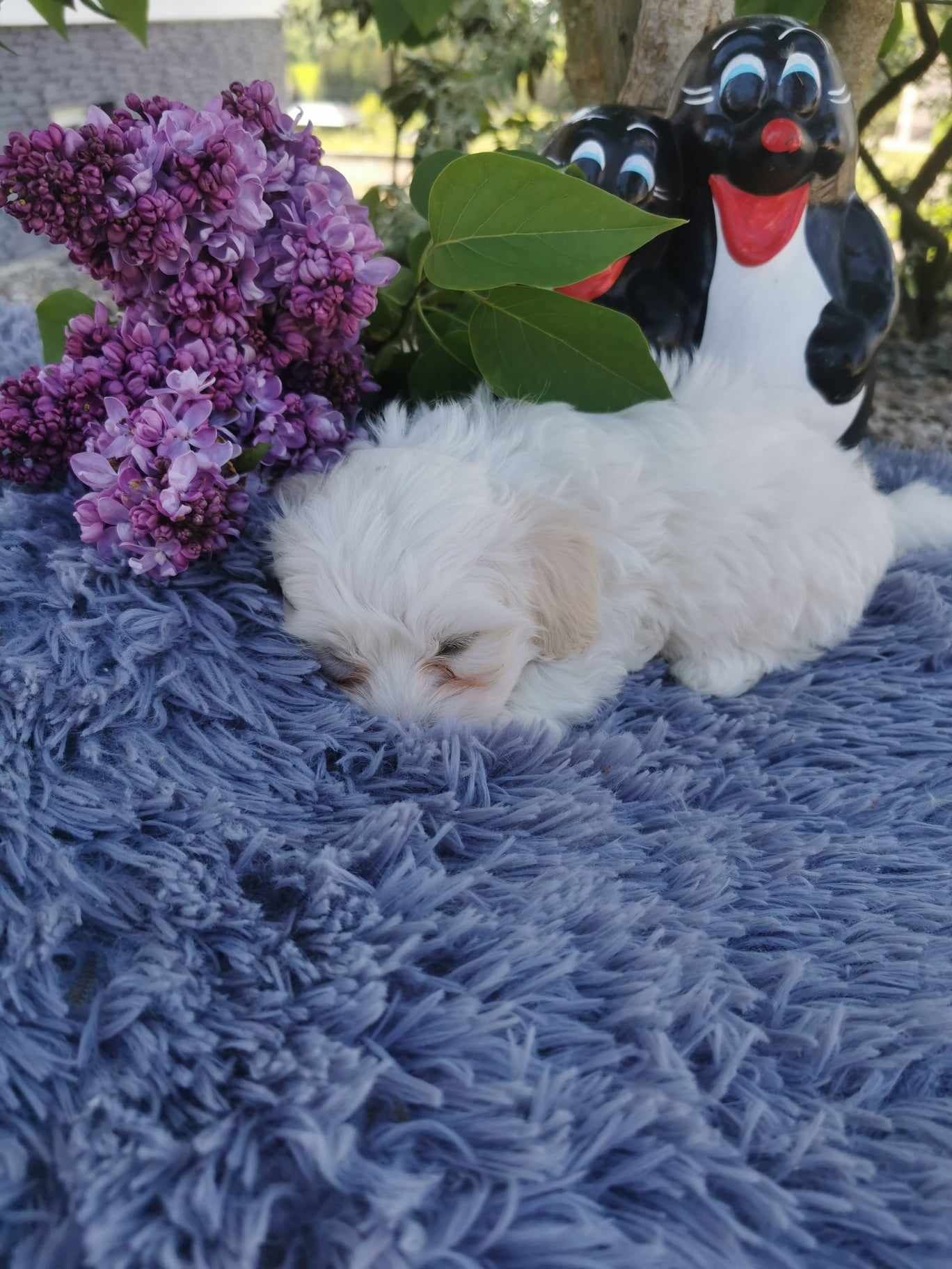 Maltipoo (Piesek)