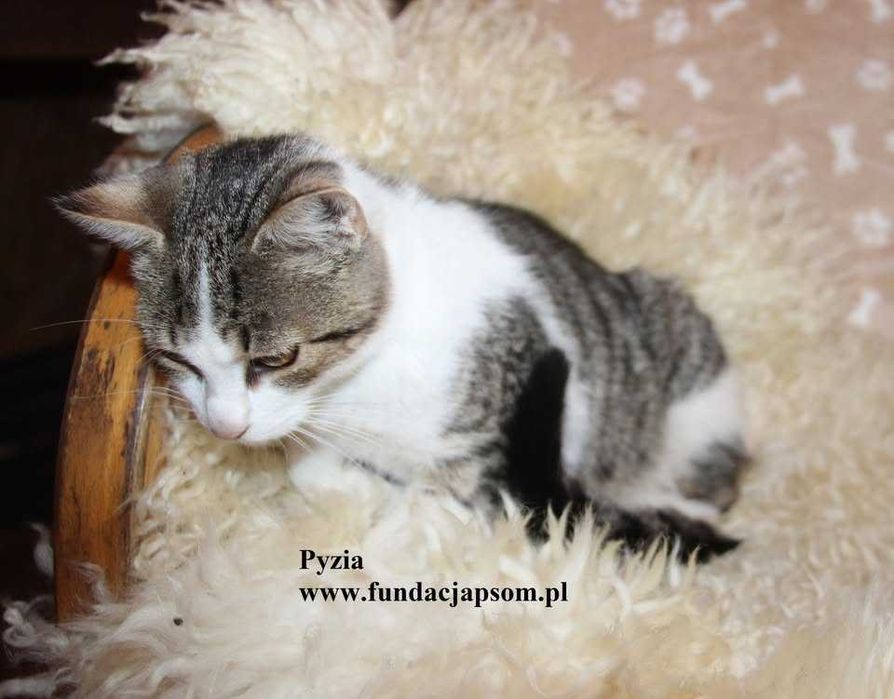 Pyzia, mała koteczka