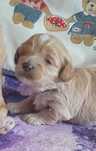 Maltipoo F1-cudona CHANEL-badania genetyczne -od 2 sierpnia