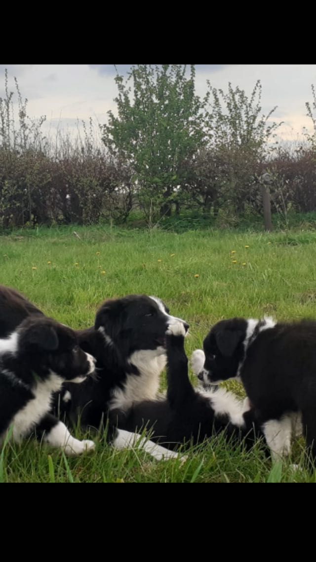 Border collie  Szczeniaki