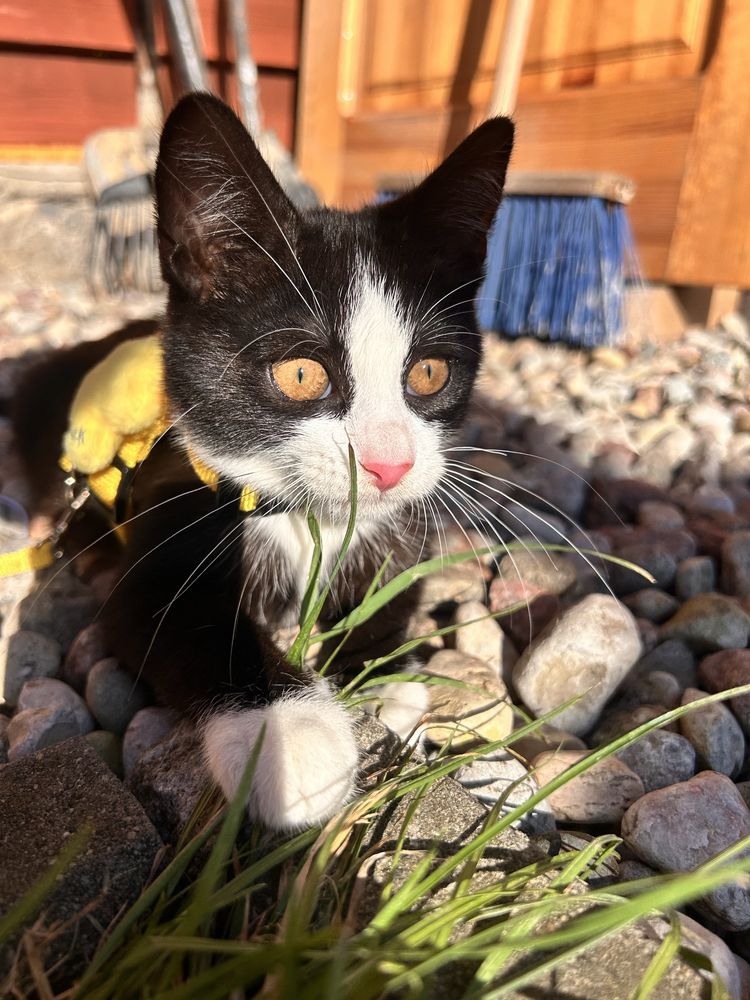 Kocie cudo do pilnej adopcji