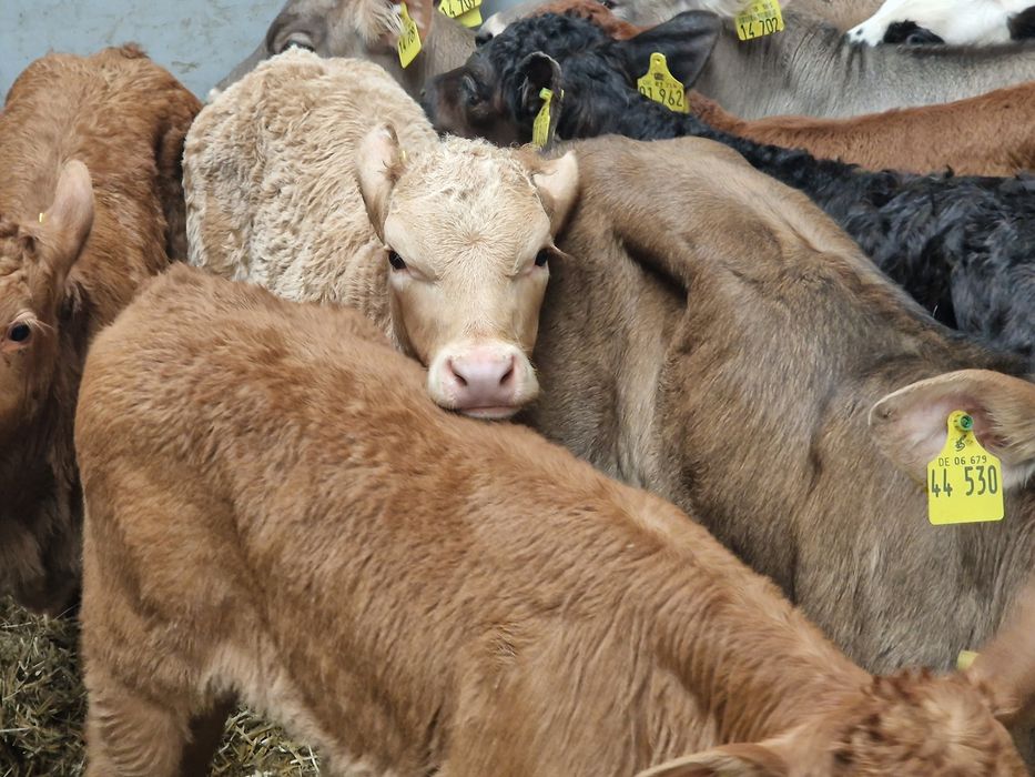 Sprzedam cielaki mięsne