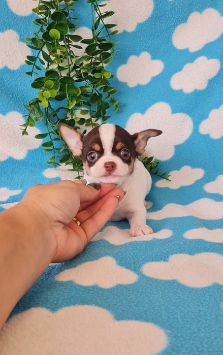 Estupendo chocolate chihuahua/chiuaua de Qualidade