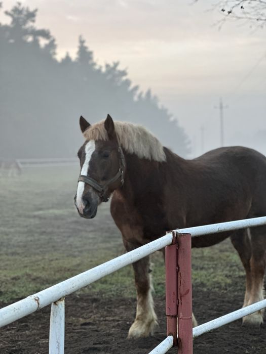 Sprzedam klacz zimnokrwistą