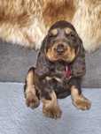 Cocker spaniel angielski - piesek gotowy na zmianę domku od zaraz
