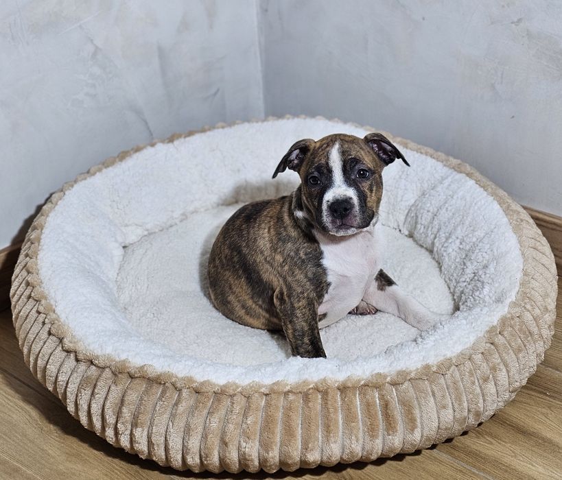 Amstaff piesek pregowany