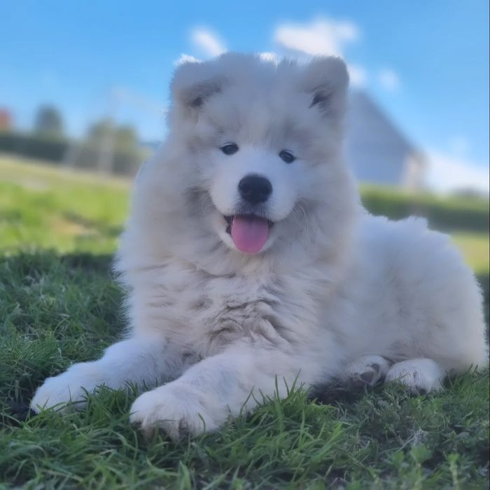 Samoyed suczka gotowa ZKwP FCI