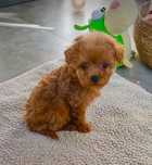 Maltipoo maleńki piesek red