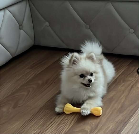 В'язка Шпиц Помиранський чистокровний з паспортом хлопець  для злучки