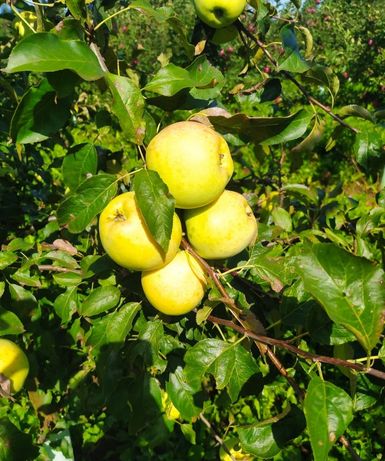 Naturalny ekologiczny sok jabłkowy 5L