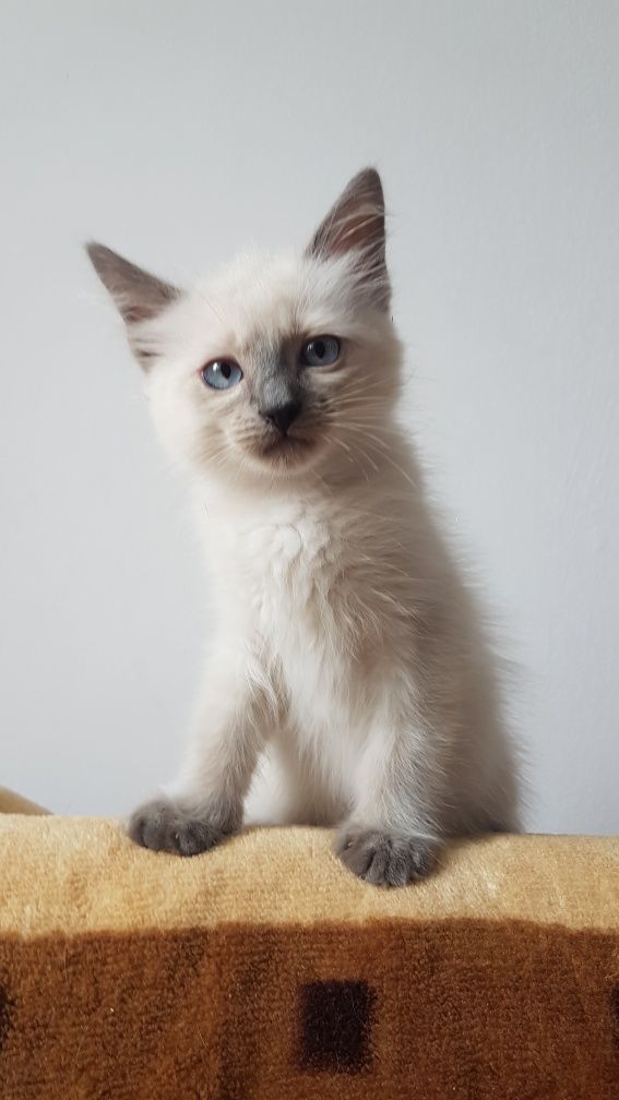 Ragdoll kotek RAG a