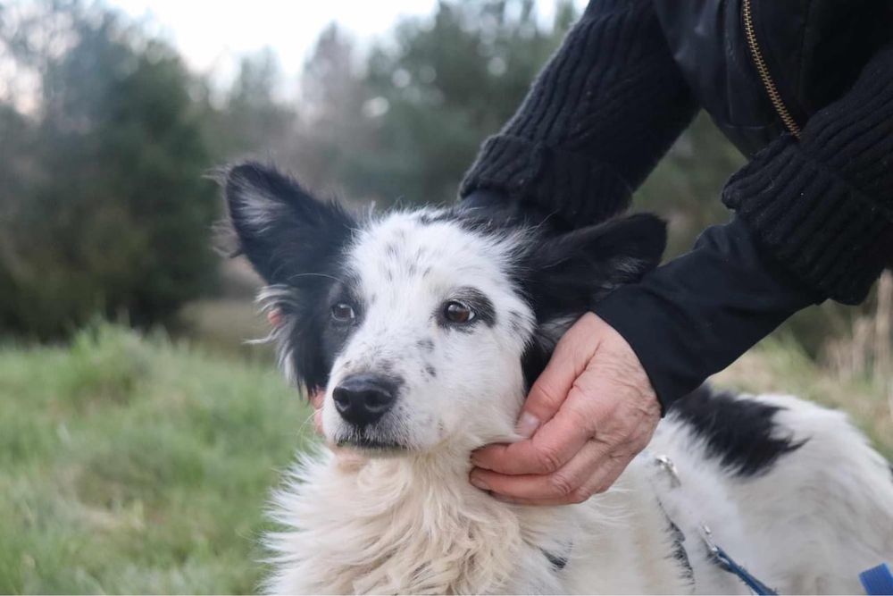 Oreo mix border collie do adopcji