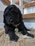 Shihpoo  Samczyk  hybryda  ras